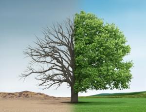 Split image of a tree to demonstrate the impact of climate change