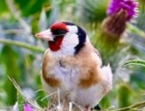 bird on site
