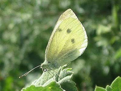 White butterfly