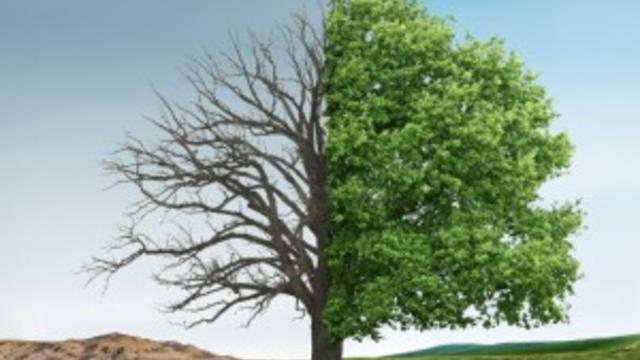 Split image of a tree to demonstrate the impact of climate change